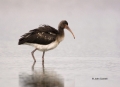 White-Ibis;Ibis;Juvenile;Eudocimus-albus;One;one-animal;avifauna;bird;birds;feat
